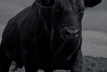 Books About Cows