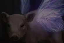 Books About Pigs